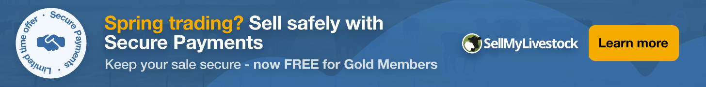 1 Duroc Cross Breeding Boar | SellMyLivestock - The Online Livestock ...