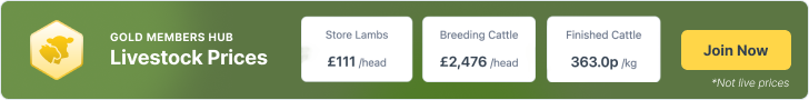 60 North of England Mule Breeding Hoggs | SellMyLivestock - The Online ...