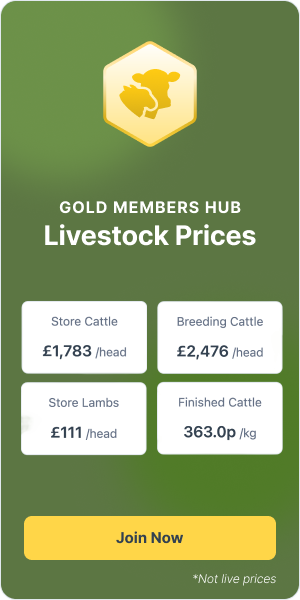 9 North of England Mule Breeding Ewes | SellMyLivestock - The Online ...