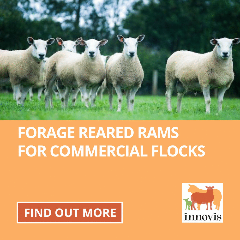 Wiltshire Horn Sheep For Sale SellMyLivestock The Online Livestock