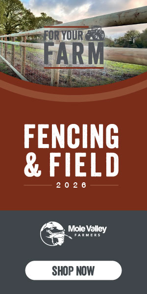 1 Tamworth Breeding Boar | SellMyLivestock - The Online Livestock ...