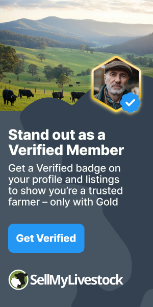 5 Kunekune Growing, Breeding Weaners, Sows, Boars | SellMyLivestock ...