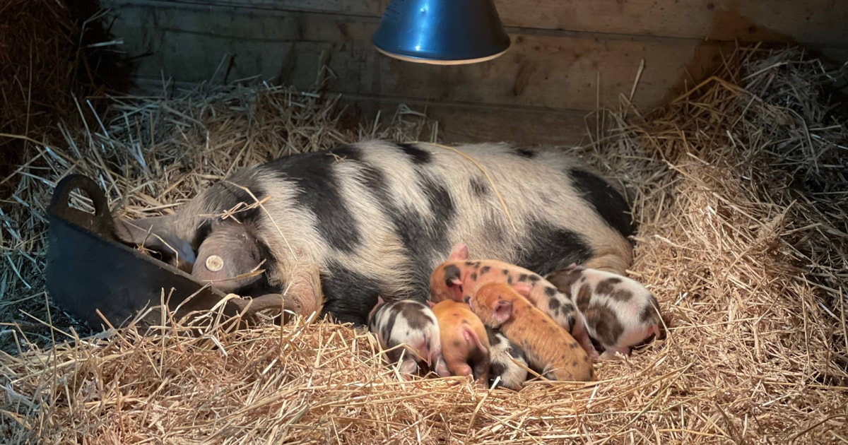 3 Kunekune, Iron Age Breeding Sows, Boars | SellMyLivestock - The ...