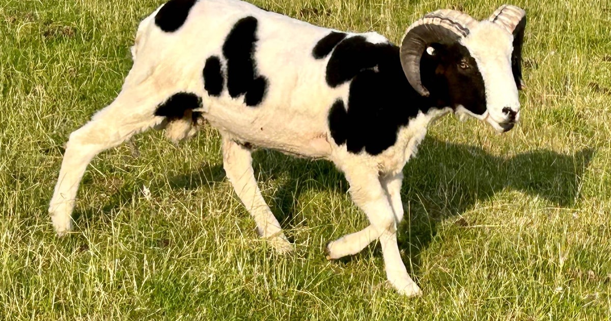 2 Pedigree Jacob Breeding Rams | SellMyLivestock - The Online Livestock ...