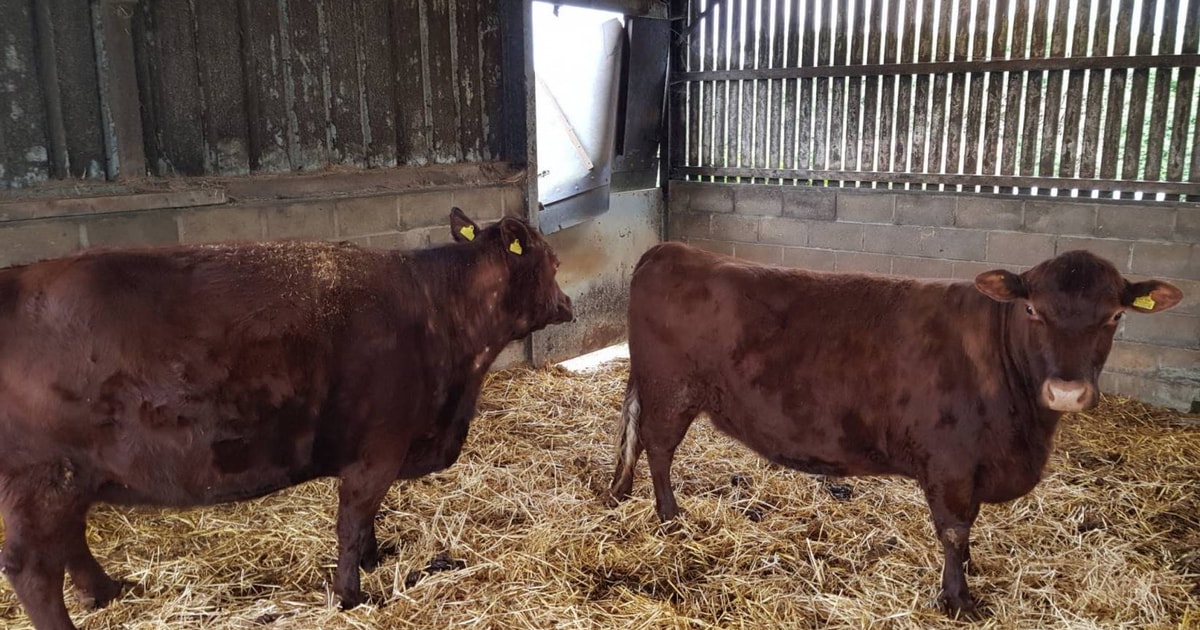 2 Red Poll Breeding Cows | SellMyLivestock - The Online Livestock ...