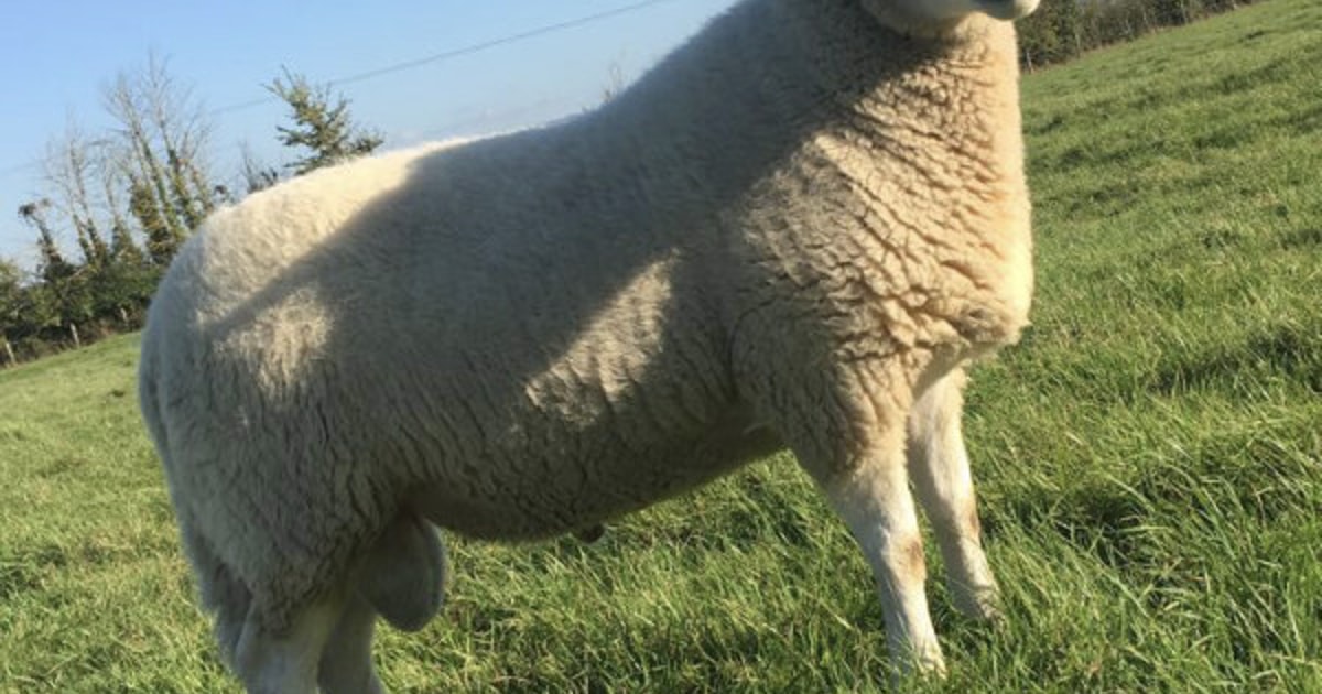1 Lleyn Breeding Ram | SellMyLivestock - The Online Livestock Marketplace