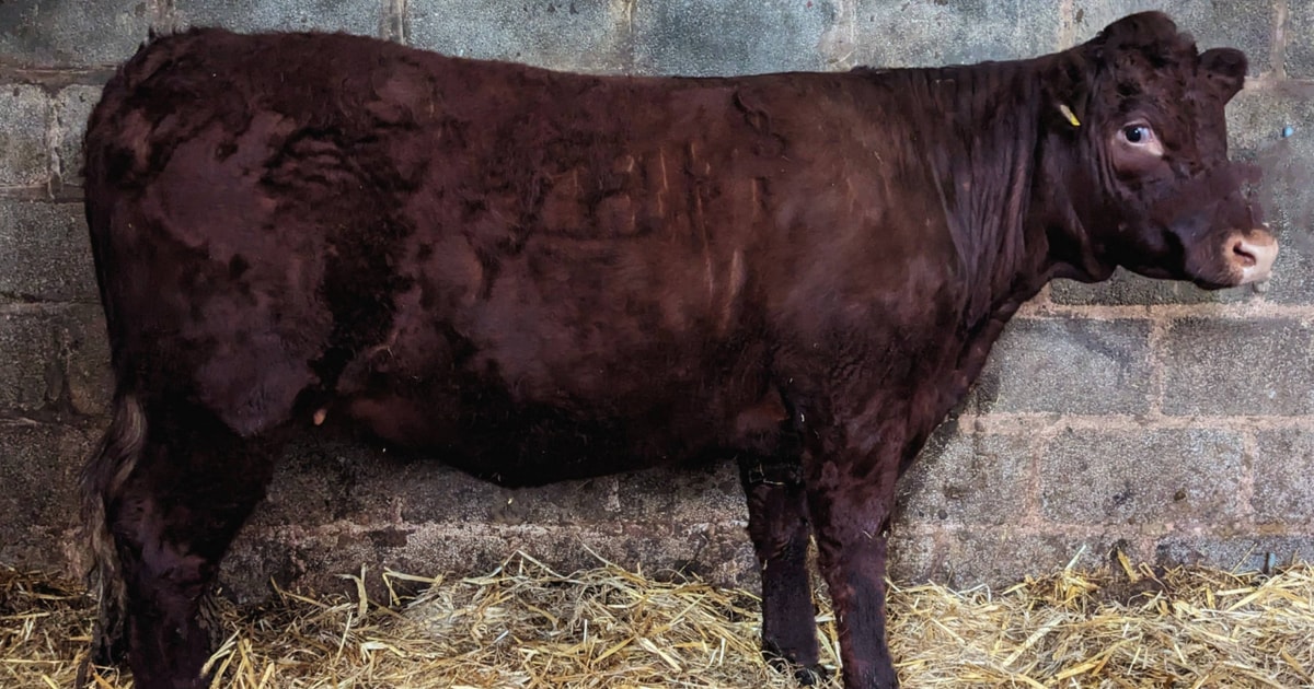 1 North Red Ruby Devon, Red Ruby Devon Breeding, Store Heifer ...