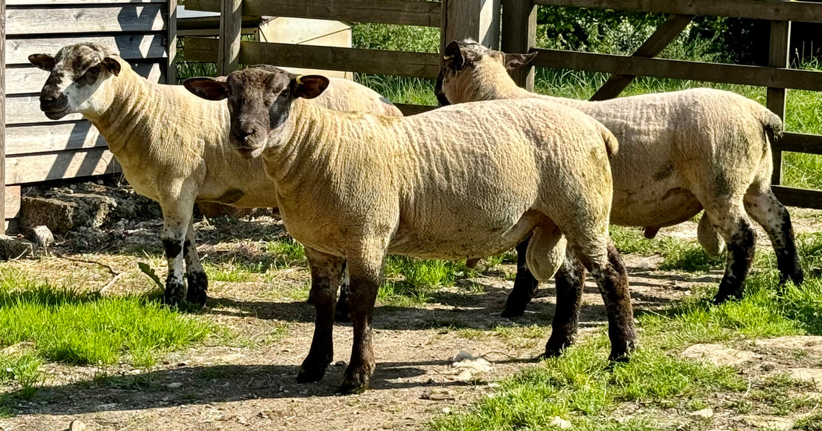 10 Suffolk, Texel Cross Breeding Shearlings, Rams | SellMyLivestock ...