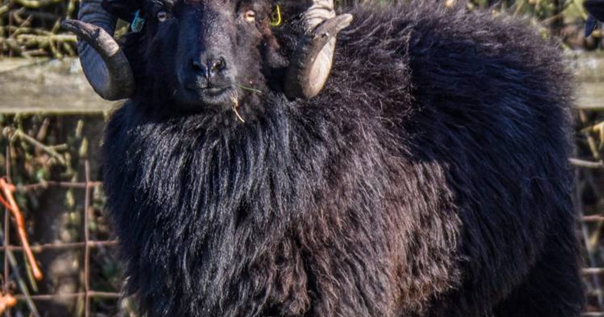 1 Hebridean Breeding Ram | SellMyLivestock - The Online Livestock ...