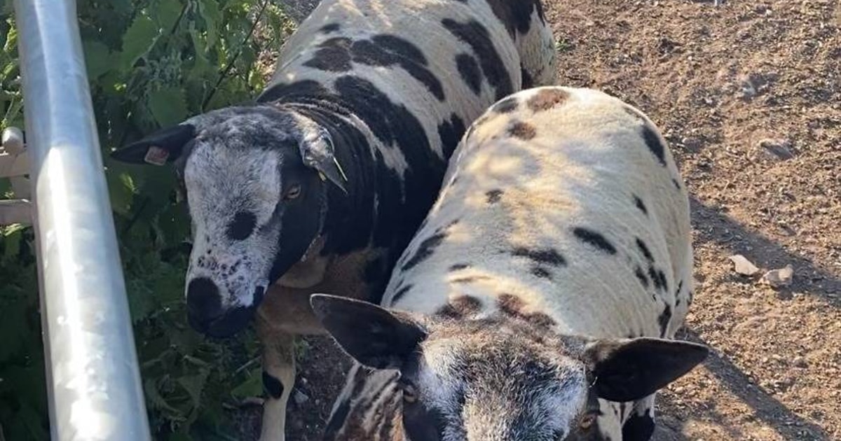 3 Pedigree Dutch Spotted Breeding Rams | SellMyLivestock - The Online ...