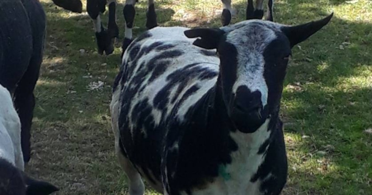 3 Dutch Spotted Breeding Shearlings, Rams | SellMyLivestock - The ...