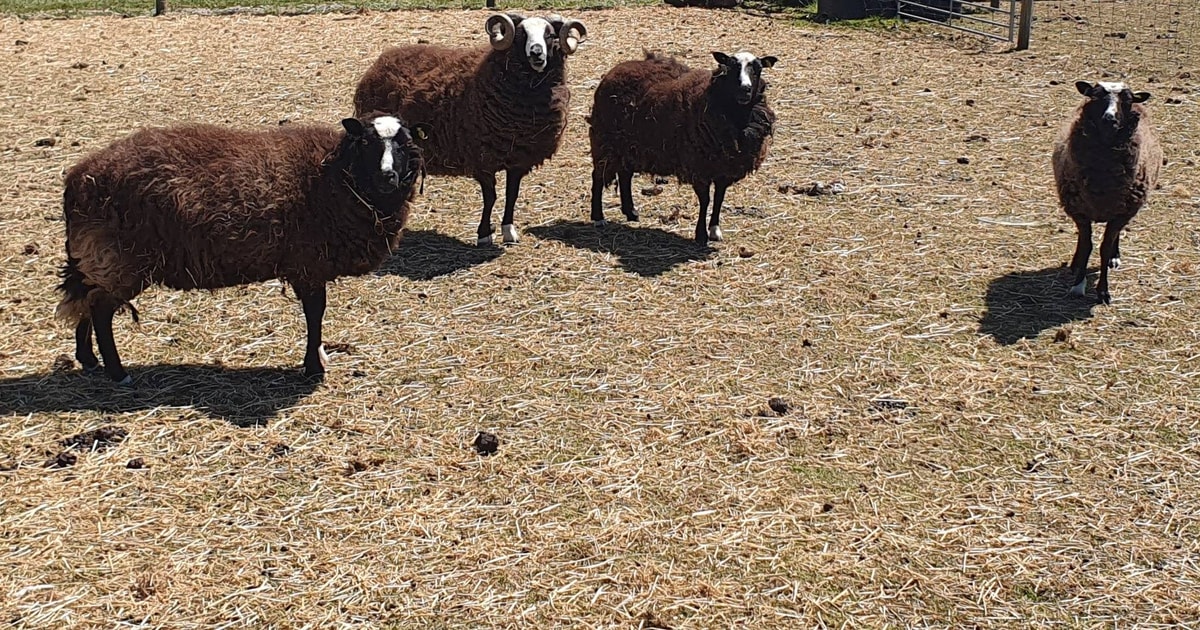 4 Balwen Welsh Mountain Breeding Rams, Ewes | SellMyLivestock - The ...