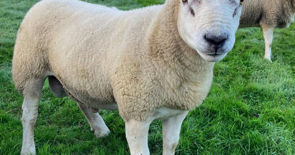 1 Pedigree Texel Breeding Ram, Shearling | SellMyLivestock - The Online ...