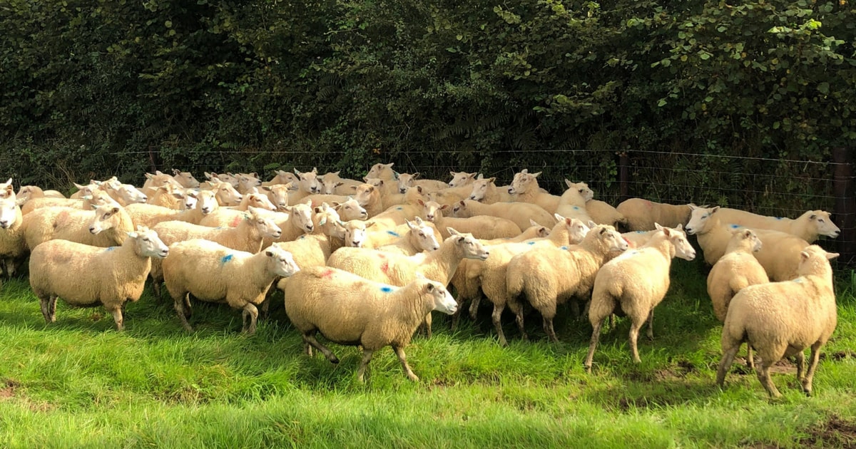 50 Highlander Cross Breeding Ewes | SellMyLivestock - The Online ...