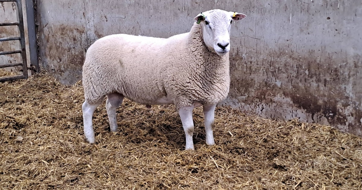 4 Pedigree Lleyn Breeding Rams, Shearlings | SellMyLivestock - The ...