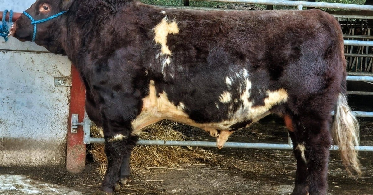 1 Pedigree Beef Shorthorn Breeding Bull | SellMyLivestock - The Online ...