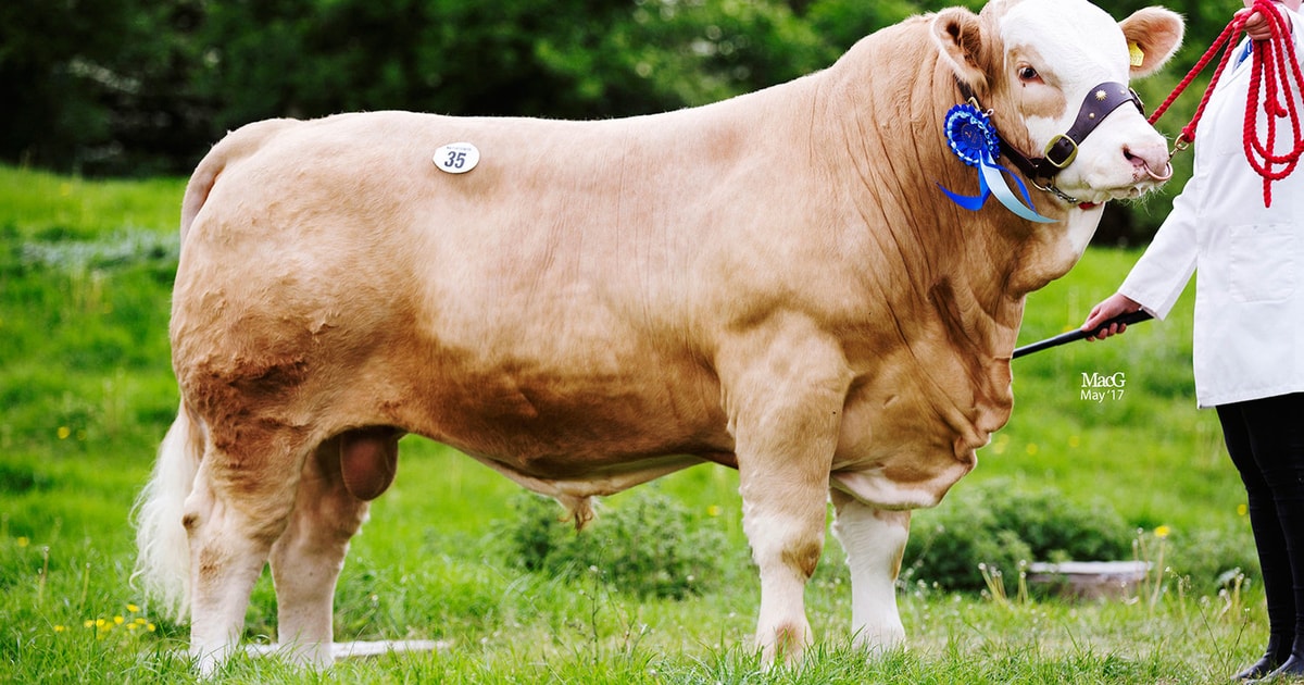 10 Pedigree Simmental Breeding Bulls | SellMyLivestock - The Online ...