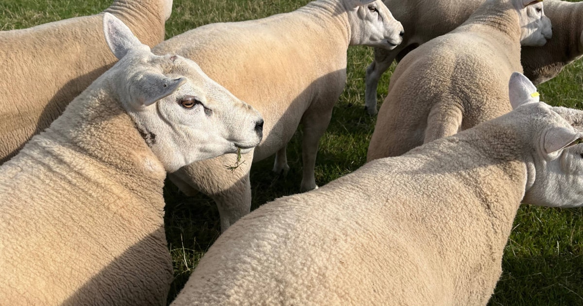 14 Pedigree Texel Breeding Rams | SellMyLivestock - The Online ...