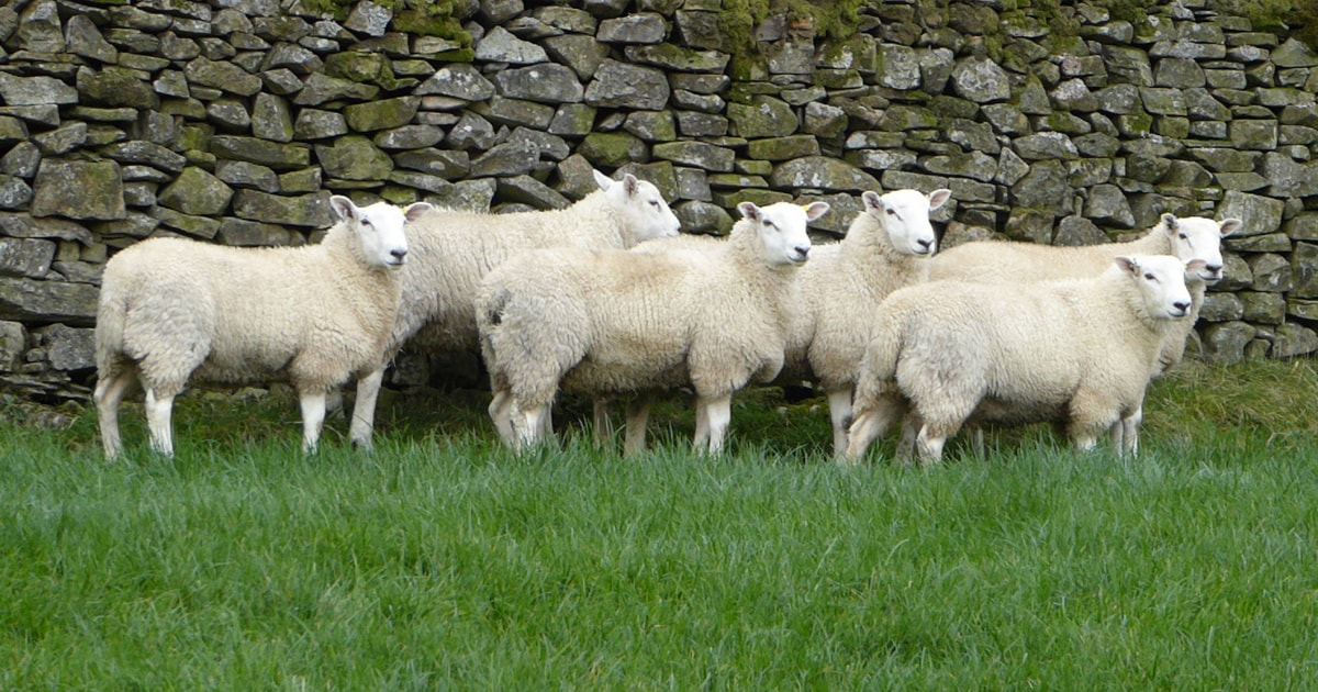 6 Lleyn Breeding Lambs, Rams | SellMyLivestock - The Online Livestock ...