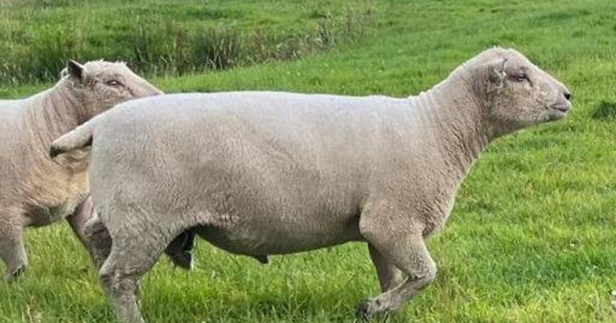 1 Pedigree Southdown Breeding Ram | SellMyLivestock - The Online ...