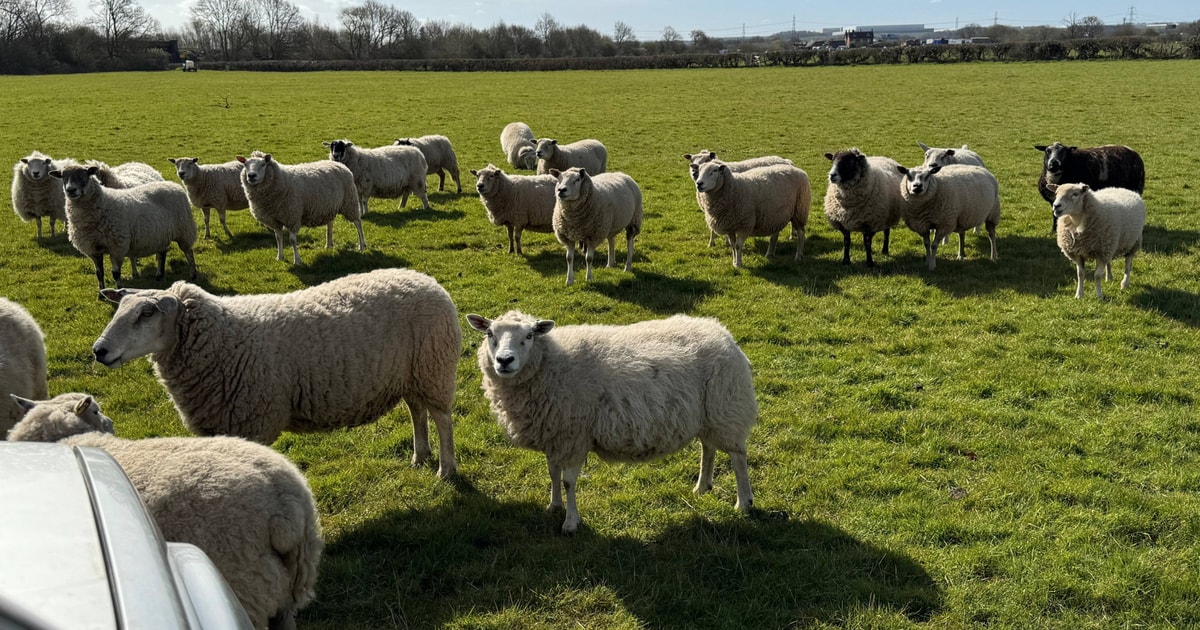 50 Texel, North of England Mule, Millennium Bleu Cross In-Lamb Breeding ...