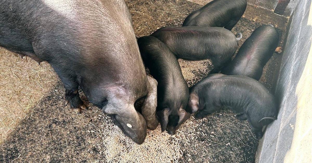 1 Pedigree Large Black Breeding Gilt | SellMyLivestock - The Online ...