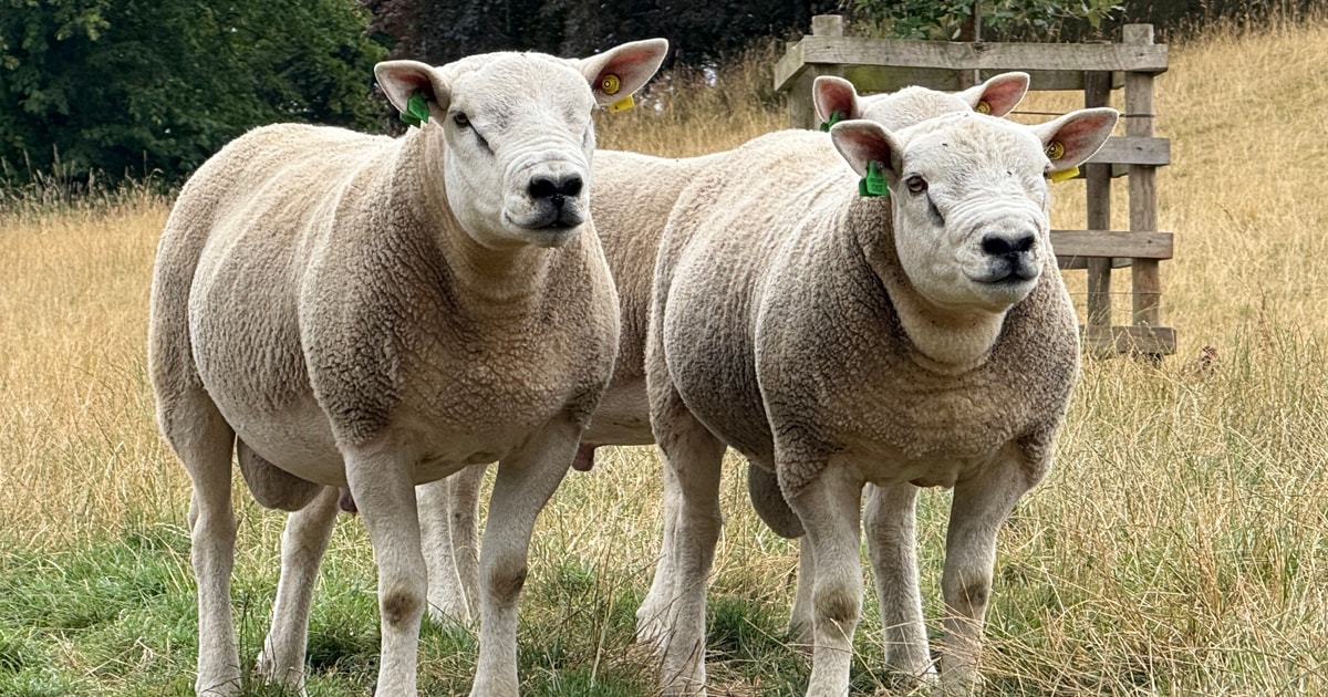 10 Pedigree Texel Breeding Rams, Shearlings | SellMyLivestock - The ...