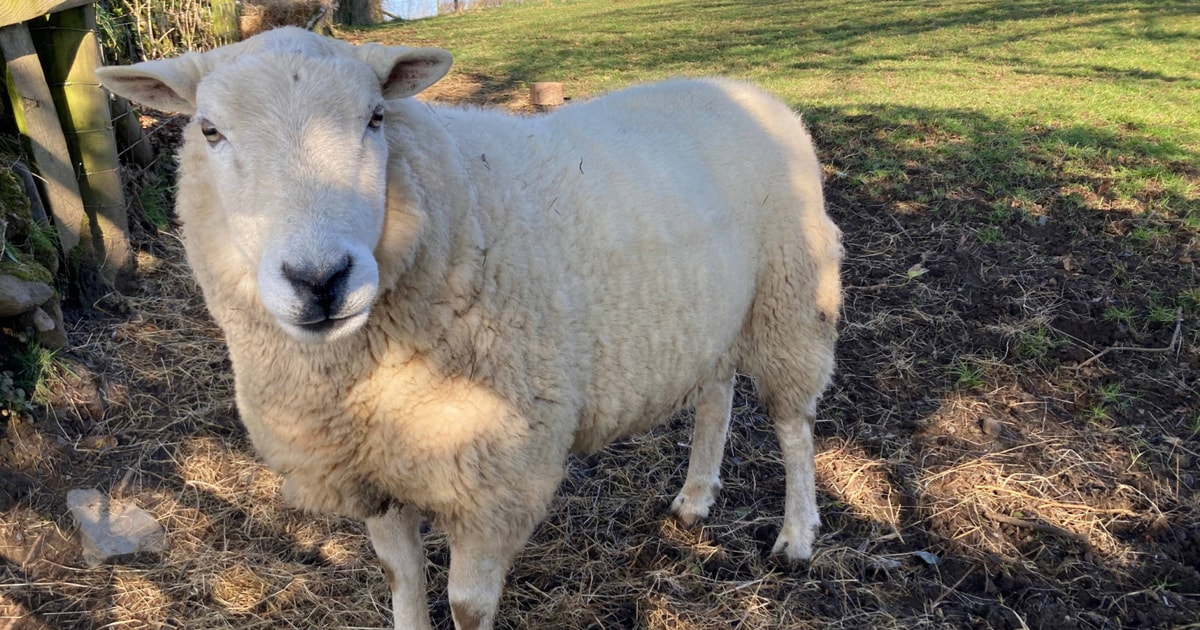1 Pedigree Lleyn Breeding Ram | SellMyLivestock - The Online Livestock ...