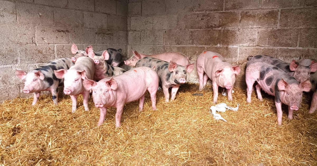 15 Large White, Pietrain Cross Growing Barrows, Boars, Gilts ...