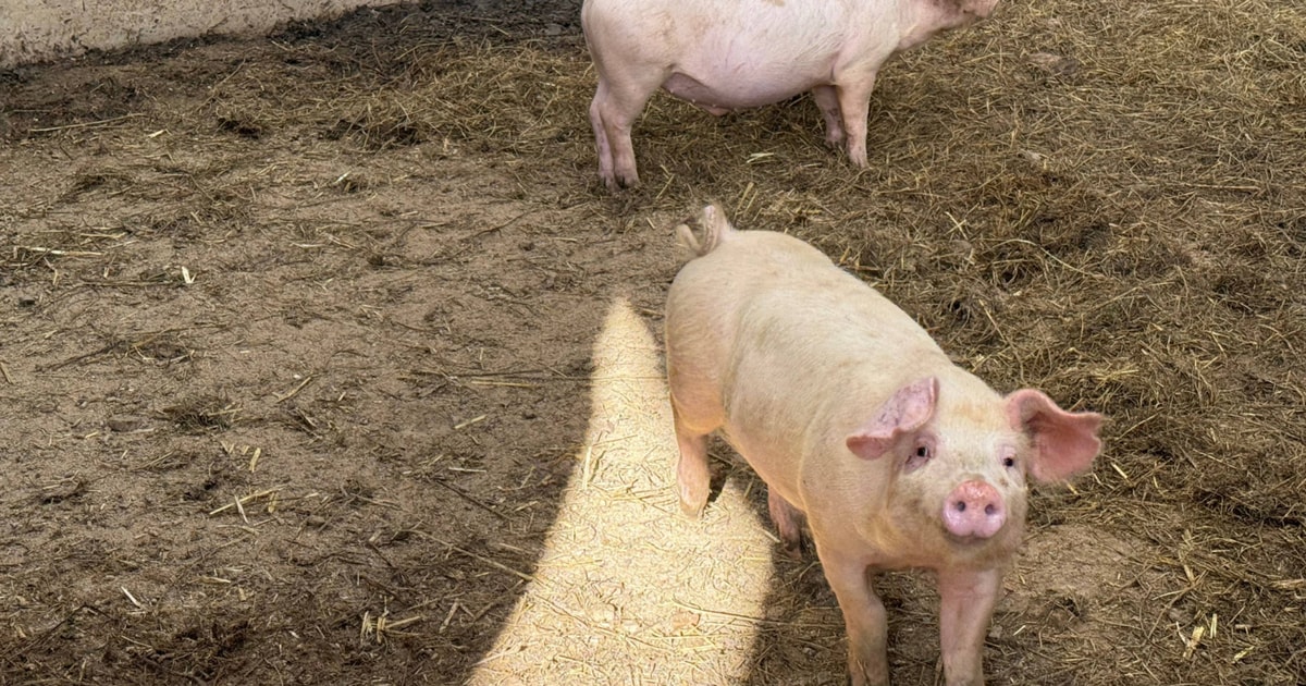20 Large White Cross Growing, Breeding Barrows, Gilts, Weaners ...