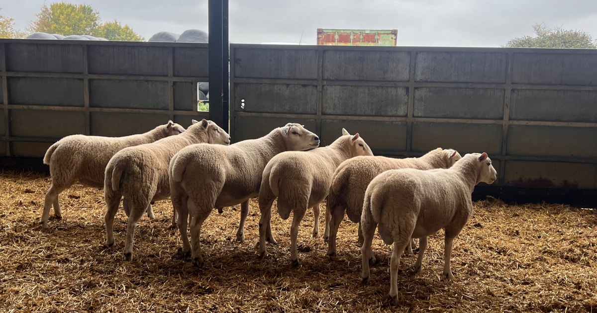 6 Texel, Lleyn Cross Breeding Rams, Shearlings | SellMyLivestock - The ...