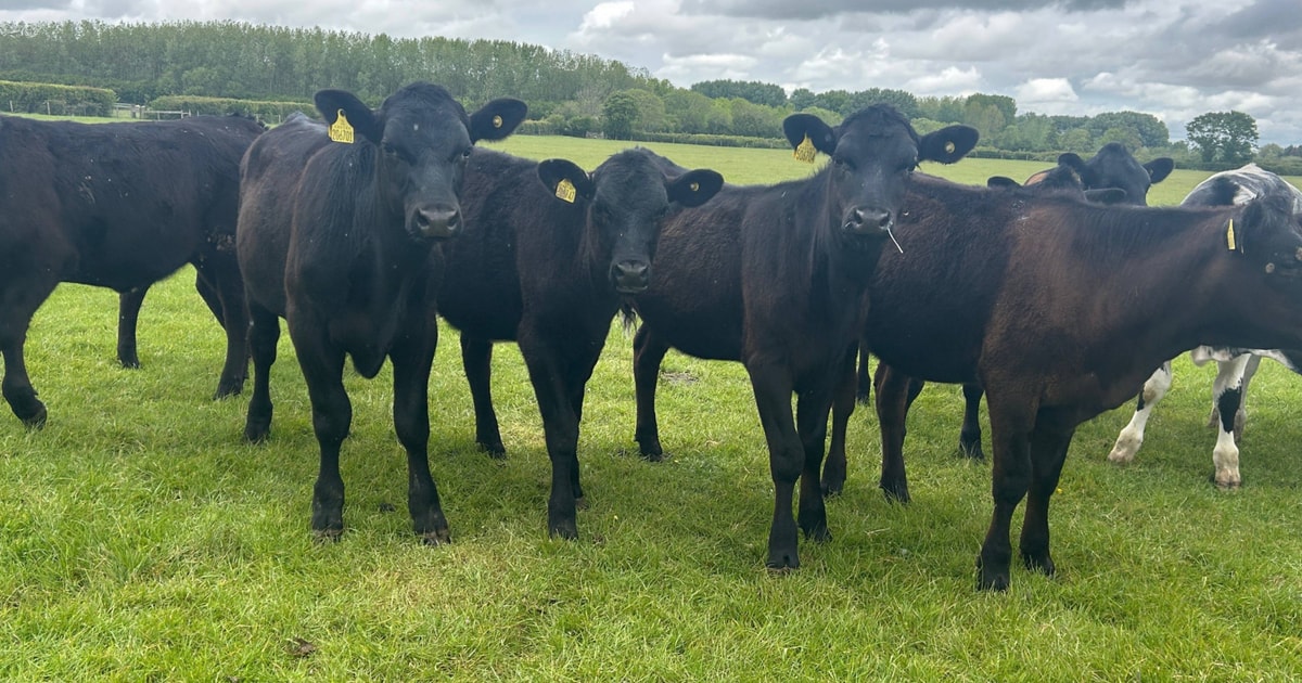 100 Aberdeen Angus Cross Store Steers, Heifers | SellMyLivestock - The ...