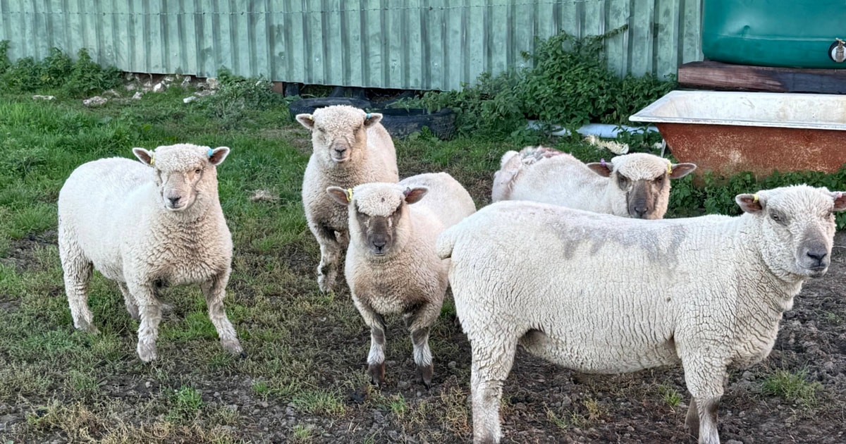 6 Southdown Cross Breeding Ewes, Lambs | SellMyLivestock - The Online ...