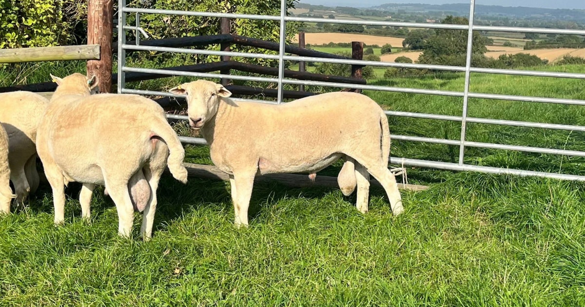 1 Easycare Breeding Ram | SellMyLivestock - The Online Livestock ...