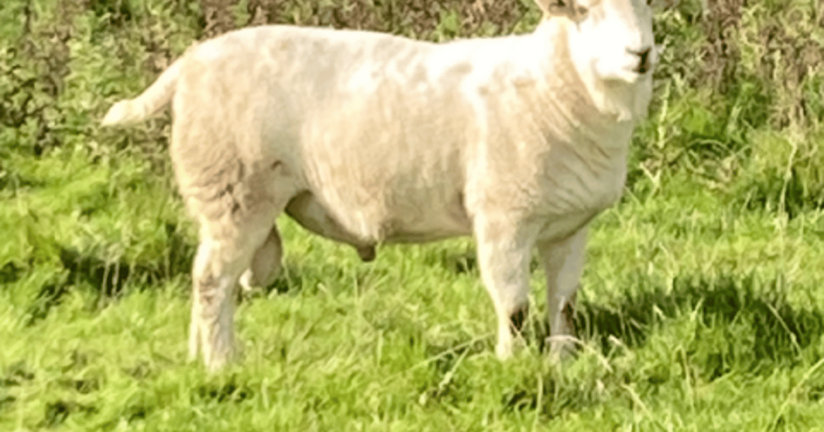 1 Easycare, Exlana Breeding Shearling, Ram | SellMyLivestock - The ...
