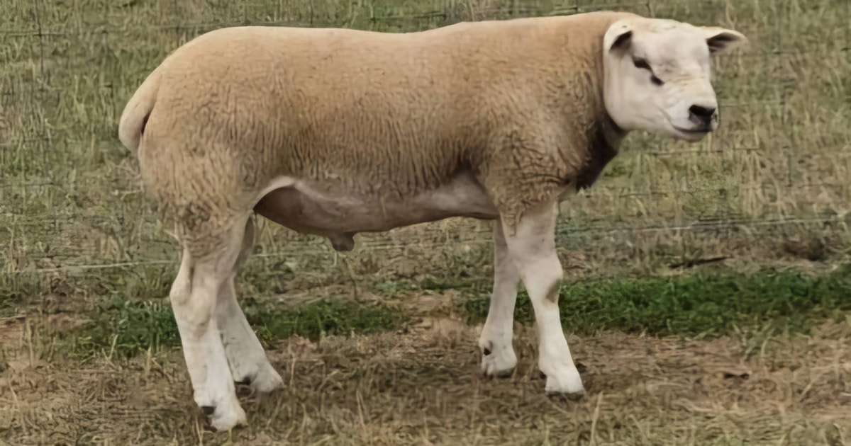 2 Pedigree Texel Breeding Rams | SellMyLivestock - The Online Livestock ...