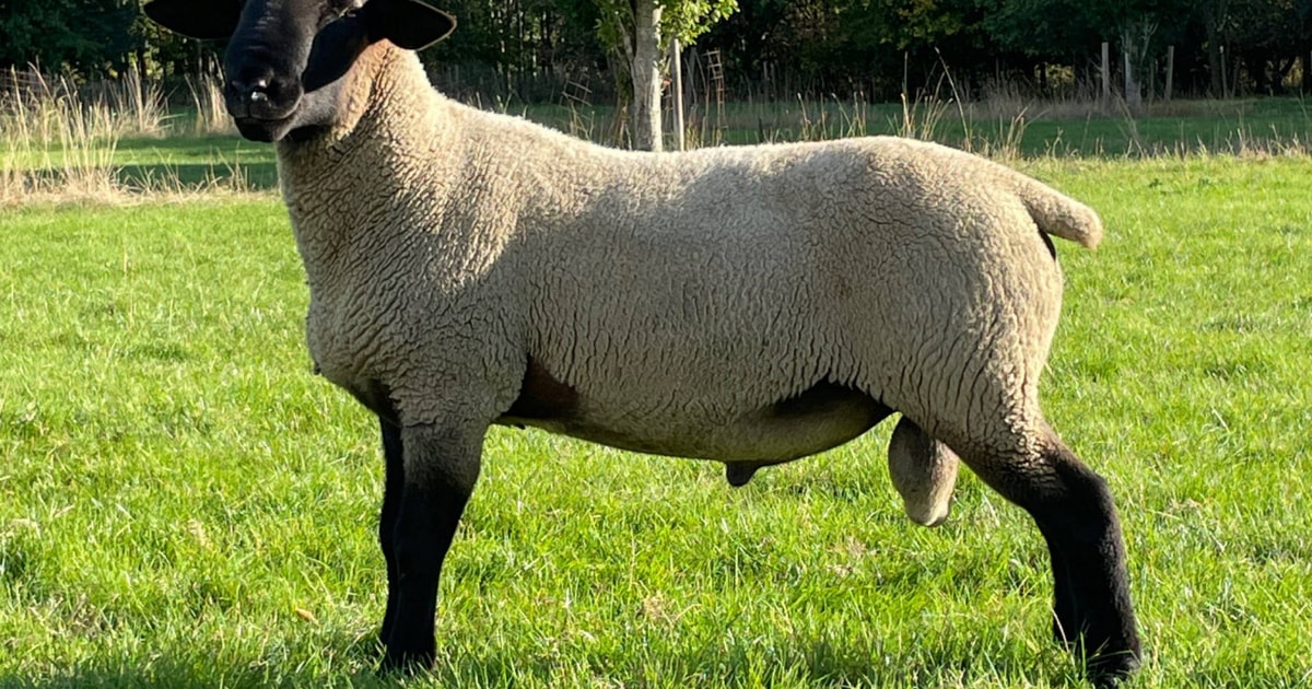 3 Suffolk Breeding Rams | SellMyLivestock - The Online Livestock ...