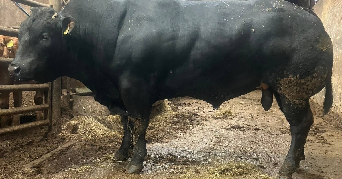 1 Limousin, British Blue Cross Breeding Bull | SellMyLivestock - The ...