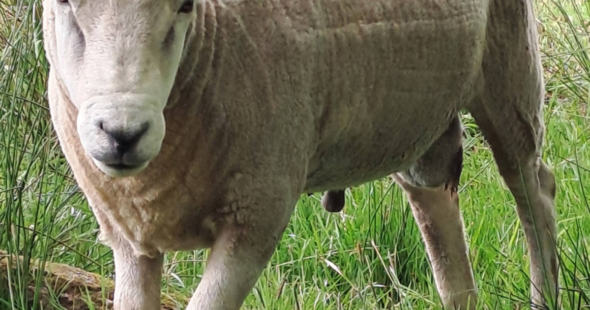 1 Lleyn Breeding Ram | SellMyLivestock - The Online Livestock Marketplace