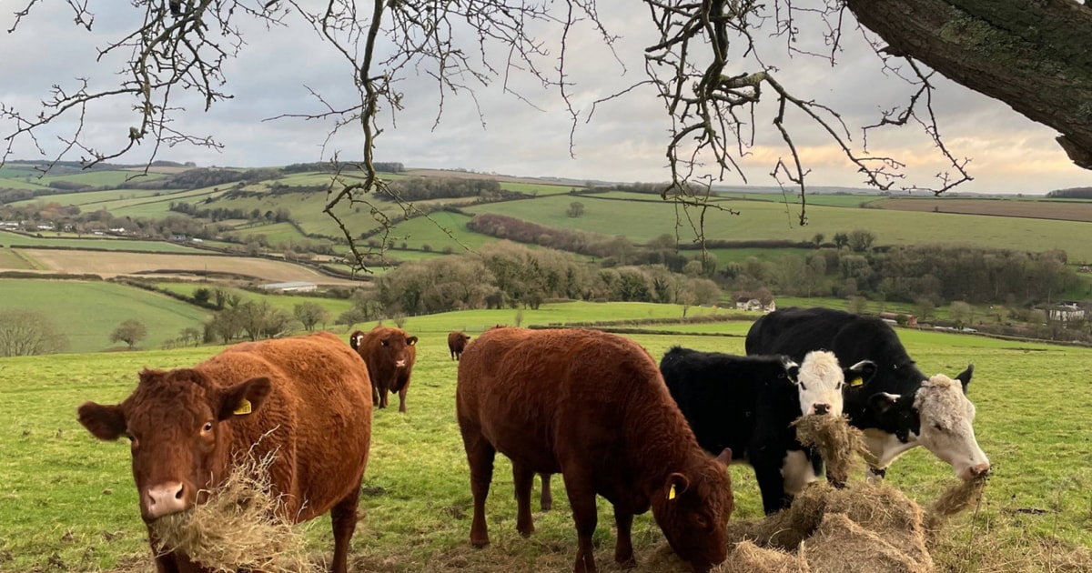 5 Red Ruby Devon In-Calf Breeding Cows with Calves at Foot ...