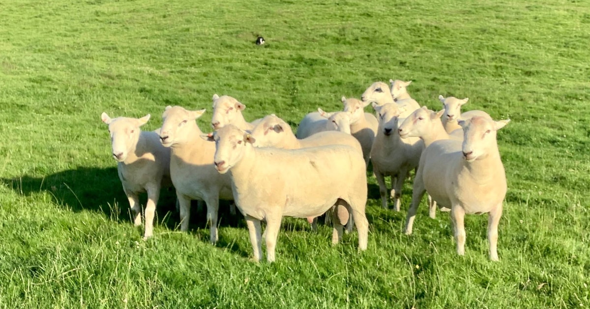 6 Easycare Breeding Rams | SellMyLivestock - The Online Livestock ...