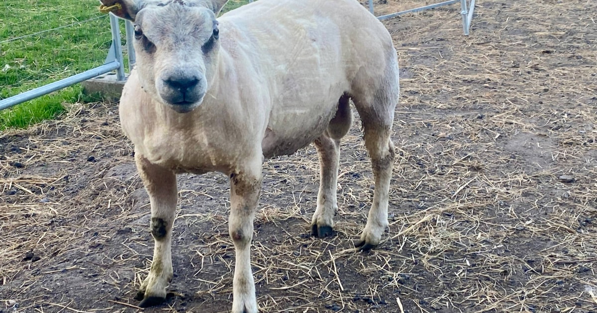 15 Texel Breeding Rams | SellMyLivestock - The Online Livestock Marketplace