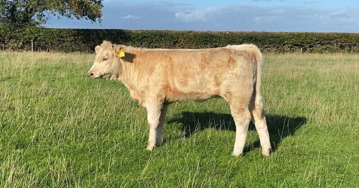 123 Aberdeen Angus, Charolais, Belgian Blue Cross Store Calves ...