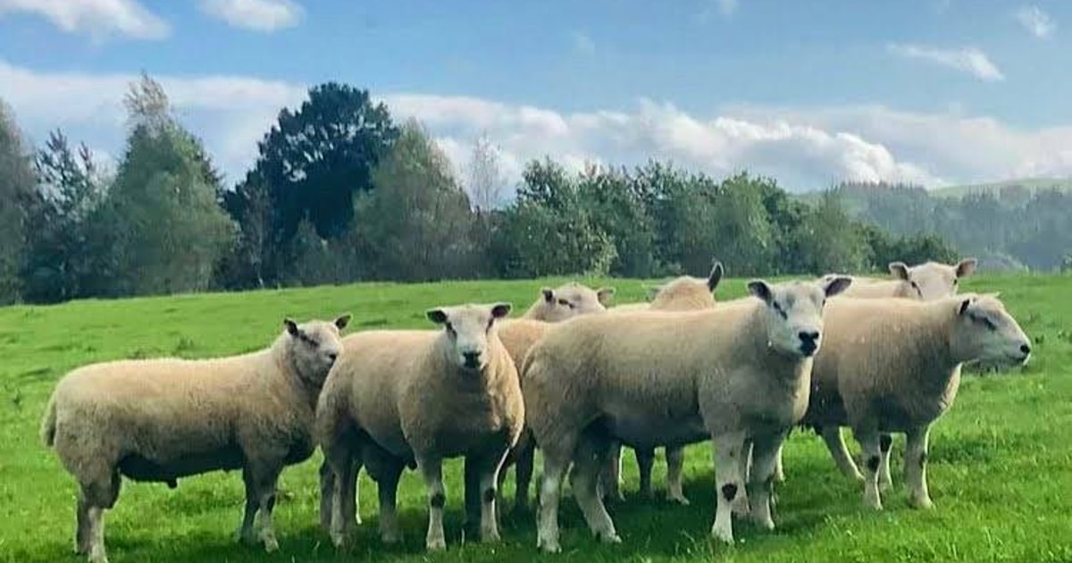 15 Texel, Charollais Cross Breeding Rams | SellMyLivestock - The Online ...