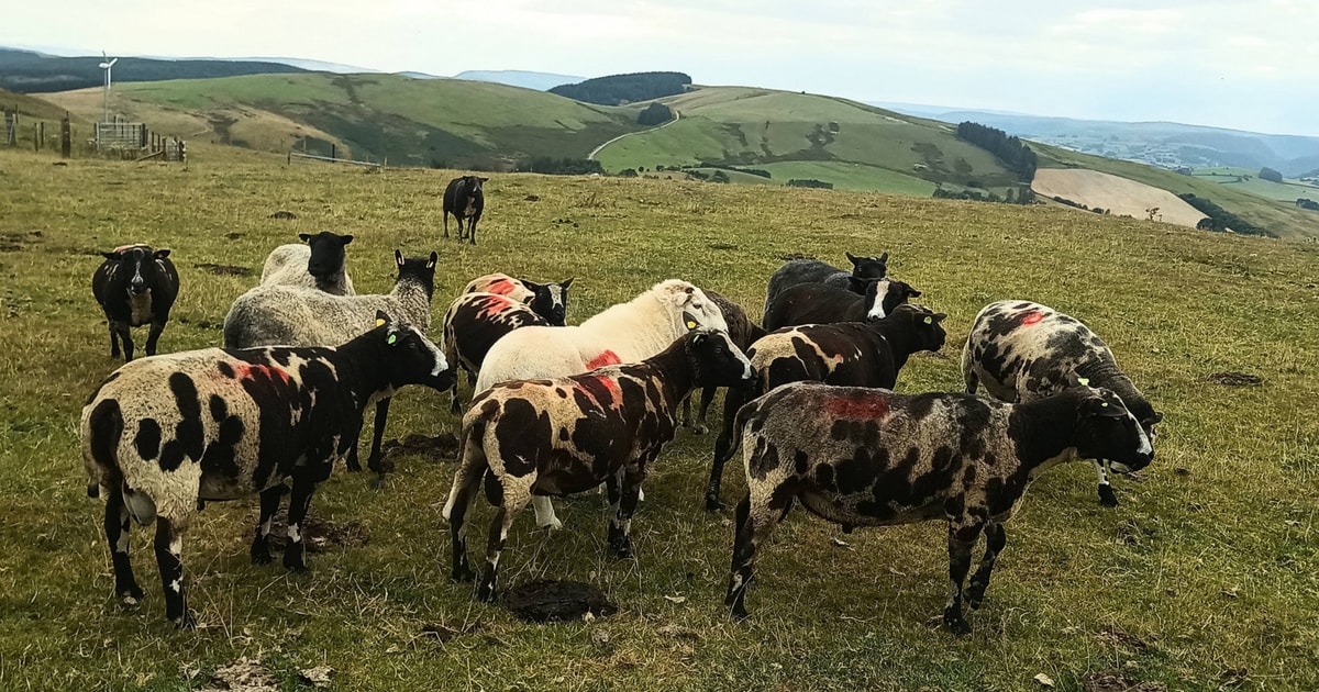5 Organic Dutch Spotted Breeding Rams | SellMyLivestock - The Online ...
