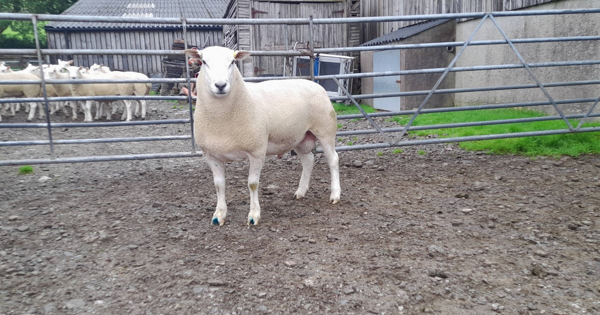 1 Lleyn Breeding Ram, Shearling | SellMyLivestock - The Online ...