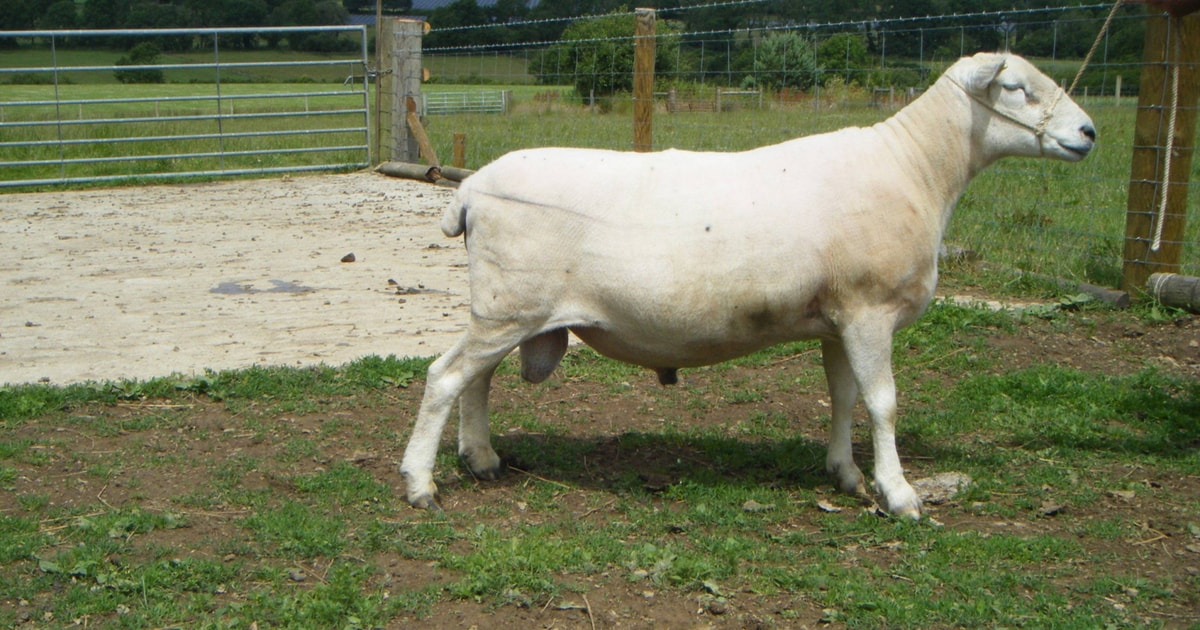 1 Lleyn Breeding Ram | SellMyLivestock - The Online Livestock Marketplace