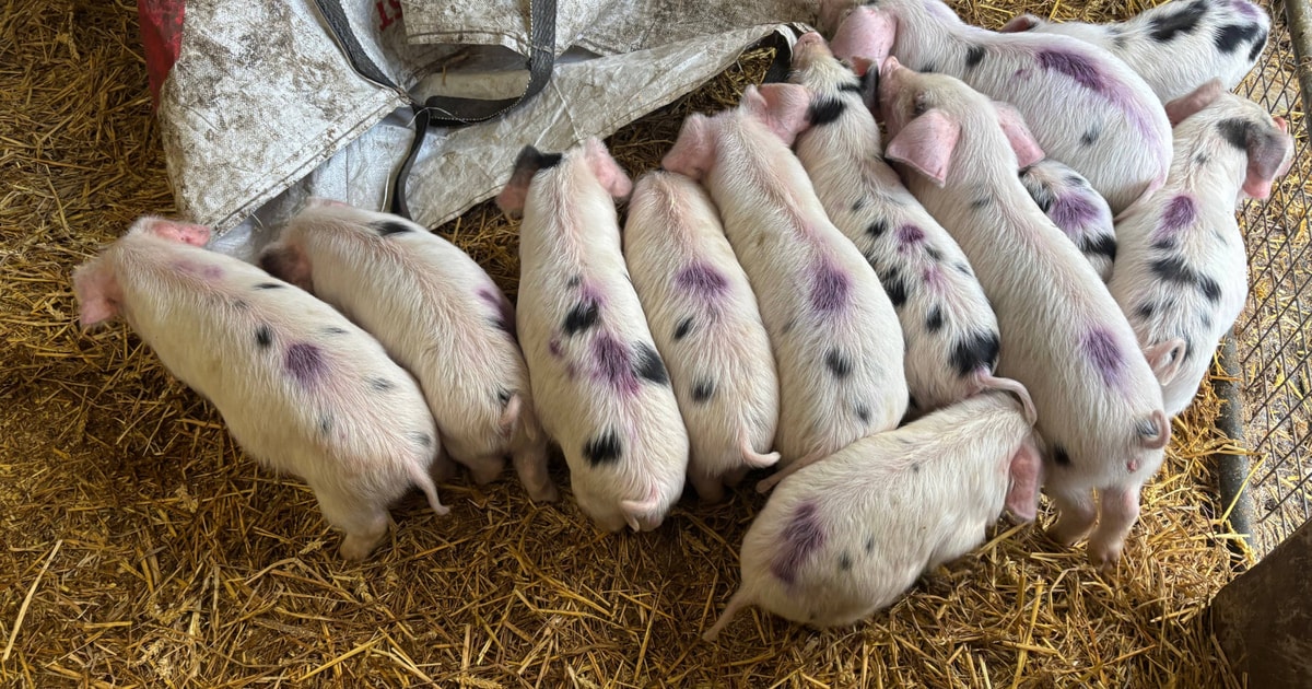 12 Pedigree Gloucestershire Old Spot Growing, Breeding Weaners, Gilts ...