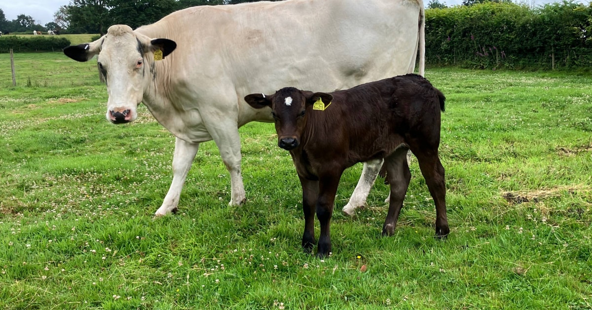 1 British Blue Breeding Heifer, Bull with Calf at Foot ...