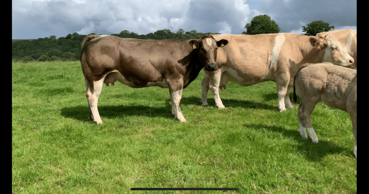 10 British Blue, Simmental Cross In-Calf Breeding Cows with Calves at ...